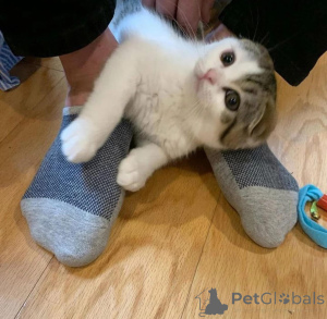 Photo №2 de l'annonce № 165468 de la vente  - acheter à Belgique 