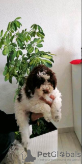 Photo №3. Chiots Lagotto Romagnolo. Serbie