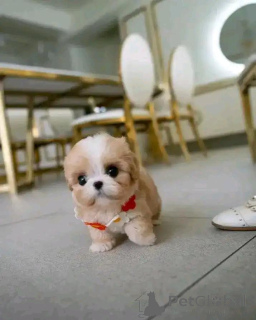 Photo №1. cavalier king charles spaniel - à vendre en ville de Berlin | négocié | Annonce №167503