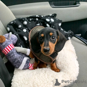 Photo №2 de l'annonce № 137158 de la vente teckel - acheter à Allemagne éleveur