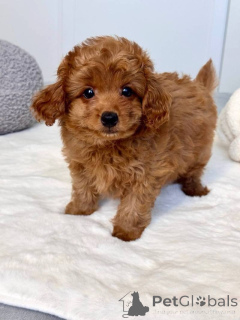 Photo №2 de l'annonce № 166908 de la vente maltipu - acheter à L'Autriche 