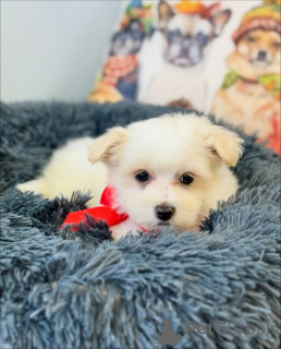 Photo №1. bichon maltais - à vendre en ville de Helsinki | 500€ | Annonce №164005