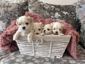 Photo №1. bichon maltais - à vendre en ville de Fiscari | négocié | Annonce №162580