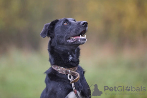 Photos supplémentaires: Artie, le bel homme yakoute, cherche une famille.