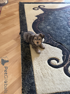 Photo №3. Yorkshire terrier chiot mini bébé visage. Georgia