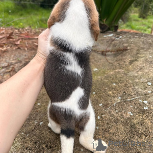 Photo №3. Beaux chiots beagle. Allemagne