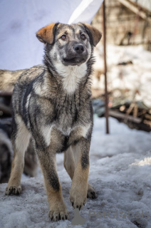 Photo №1. chien bâtard - à vendre en ville de Москва | Gratuit | Annonce №48378