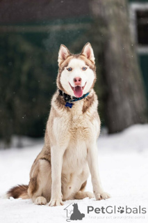 Photo №4. Je vais vendre husky de sibérie en ville de Москва. annonce privée - prix - Gratuit