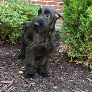 Photo №2 de l'annonce № 173072 de la vente schnauzer géant - acheter à La Lettonie annonce privée, éleveur