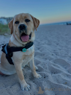 Photo №4. Je vais vendre labrador retriever en ville de Alavus. éleveur - prix - 504€