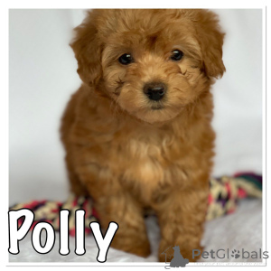 Photo №3. Chiots Bichons Havanais.. Danemark