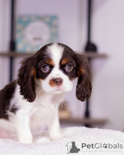 Photo №1. cavalier king charles spaniel - à vendre en ville de Varmaland | négocié | Annonce №160716