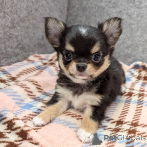 Photo №3. Adorables chiots Chihuahua à vendre, contactez WhatsApp Business 447450021323. La finlande