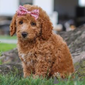 Photo №1. caniche (jouet) - à vendre en ville de Munich | 700€ | Annonce №172243