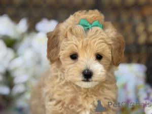 Photo №1. maltipu - à vendre en ville de Berlin | 900€ | Annonce №149584