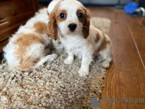 Photo №1. cavalier king charles spaniel - à vendre en ville de Yding | 400€ | Annonce №125653