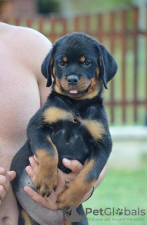 Photos supplémentaires: rottweiler