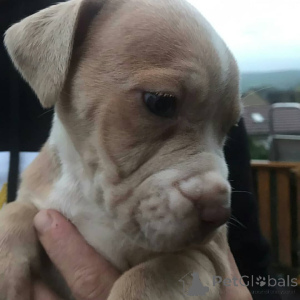 Photo №2 de l'annonce № 173383 de la vente american pit bull terrier - acheter à La finlande annonce privée