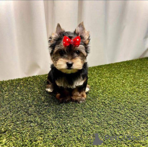 Photo №4. Je vais vendre yorkshire terrier en ville de Chicago. annonce privée, éleveur - prix - 379€