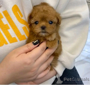 Photo №2 de l'annonce № 136563 de la vente chien bâtard - acheter à Allemagne éleveur