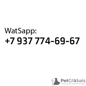 Photo №2 de l'annonce № 130433 de la vente spitz nain - acheter à Fédération de Russie éleveur