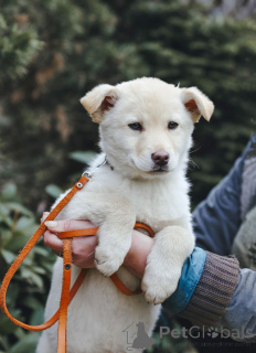 Photo №2 de l'annonce № 168472 de la vente chien bâtard - acheter à Fédération de Russie annonce privée