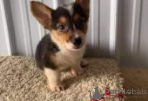 Photo №2 de l'annonce № 126988 de la vente welsh corgi - acheter à Allemagne annonce privée