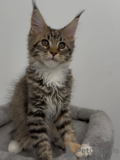 Photo №1. maine coon - à vendre en ville de Zürich | négocié | Annonce № 169406