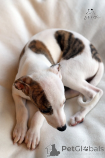 Photo №4. Je vais vendre lévrier whippet en ville de Częstochowa. éleveur - prix - 1200€