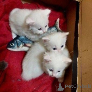 Photo №1. persan - à vendre en ville de Fracasse | 350€ | Annonce № 147353