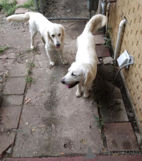 Photo №2 de l'annonce № 138807 de la vente chien bâtard - acheter à La Grande-Bretagne éleveur