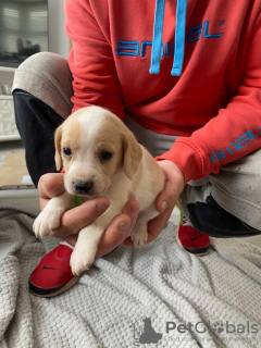 Photo №1. beagle - à vendre en ville de Калифорния Сити | 331€ | Annonce №64317