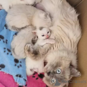 Photo №1. ragdoll - à vendre en ville de Berlin | 380€ | Annonce № 167243