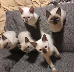 Photo №1. ragdoll - à vendre en ville de Bamberg | 200€ | Annonce № 156860