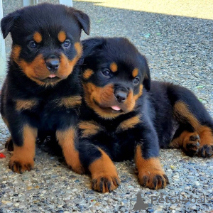 Photo №1. rottweiler - à vendre en ville de GLANDE | 300€ | Annonce №162596