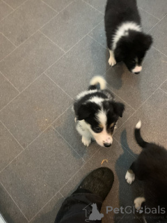 Photo №2 de l'annonce № 135171 de la vente border collie - acheter à Allemagne annonce privée