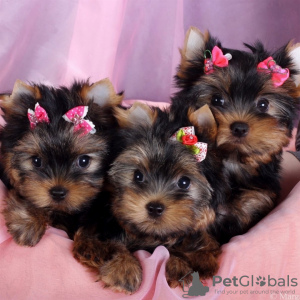 Photo №1. yorkshire terrier - à vendre en ville de Budapest | 300€ | Annonce №56822