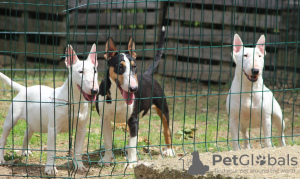 Photo №3. Mini-bull terriers. Serbie