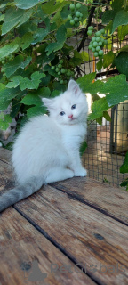 Photo №3. Chaton Ragdoll. Danemark