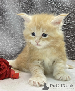 Photo №2 de l'annonce № 163324 de la vente maine coon - acheter à Allemagne éleveur