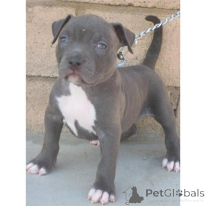 Photo №1. american pit bull terrier - à vendre en ville de Aalen | négocié | Annonce №160647