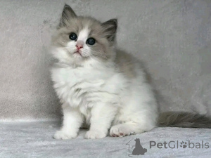 Photo №3. Ragdoll-Kätzchen Zur Adoption. Allemagne