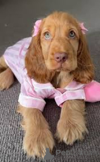 Photo №3. Chiots Cocker Spaniel Américain disponibles pour leurs nouvelles facsimil. La Grande-Bretagne