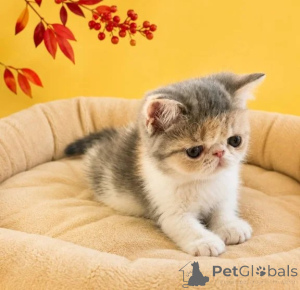 Photo №1. exotic shorthair - à vendre en ville de Dahme-sprewald | 350€ | Annonce № 178154