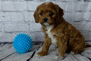 Photo №2 de l'annonce № 175700 de la vente chien bâtard - acheter à Allemagne annonce privée