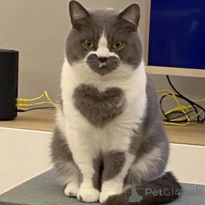 Photo №2 de l'annonce № 156724 de la vente british shorthair - acheter à Allemagne annonce privée