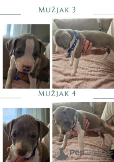 Photo №4. Je vais vendre american pit bull terrier en ville de Barajevo.  - prix - négocié