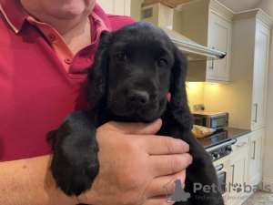 Photo №4. Je vais vendre cocker spaniel anglais en ville de Greven. annonce privée - prix - 550€