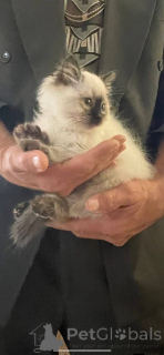 Photo №4. Je vais vendre ragdoll en ville de Albacete. éleveur - prix - 400€