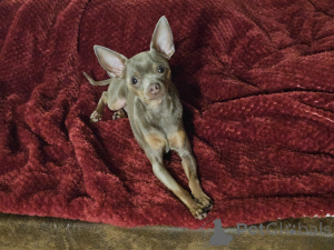 Photo №2 de l'annonce № 147157 de la vente  - acheter à Allemagne annonce privée